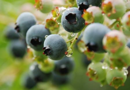 ブルーベリー摘み取り体験　2013年は7月20日から約１か月オープン　札幌から約50ｋｍ